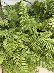 Nephrolepis exaltata