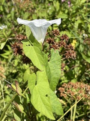 Calystegia sepium