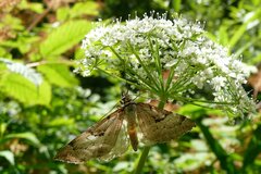 Aplocera praeformata