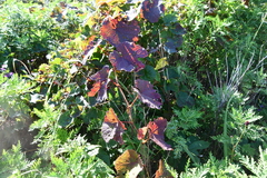 Vitis amurensis