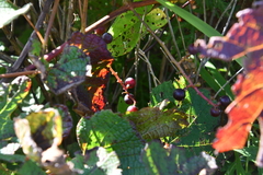 Vitis amurensis