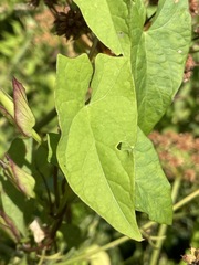 Calystegia sepium