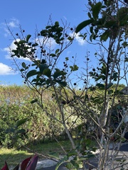 Coccoloba diversifolia