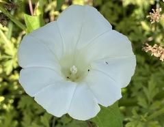Calystegia sepium