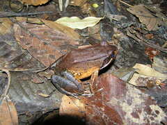 Leptodactylus mystaceus