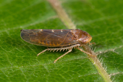 Speudotettix subfusculus