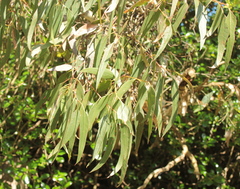 Eucalyptus leucoxylon