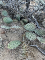 Opuntia tortispina