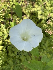 Calystegia sepium