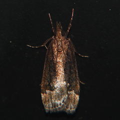 Eudonia dochmia