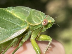 Cystosoma saundersii