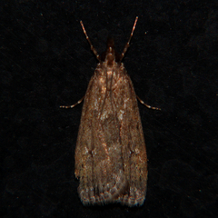 Eudonia dochmia
