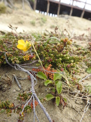 Viola maculata
