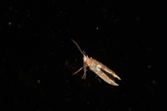 Pyroderces apparitella