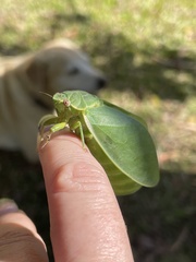 Cystosoma saundersii