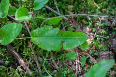 Entyloma hieracii