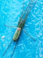 Tetragnatha viridis
