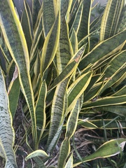 Sansevieria