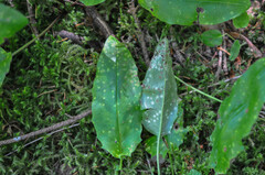 Entyloma hieracii