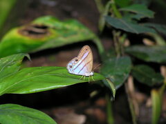 Amiga arnaca