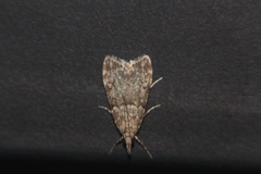 Eudonia subditella