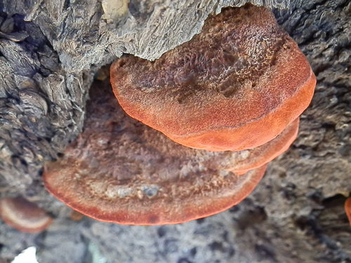 Phaeolus occidentiamericanus