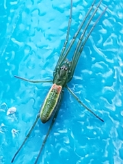 Tetragnatha viridis