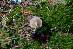 Pholiota scamba