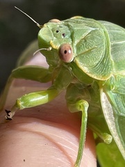 Cystosoma saundersii