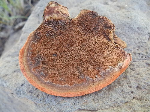 Phaeolus occidentiamericanus