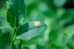 Exobasidium arescens