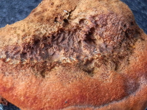 Phaeolus occidentiamericanus