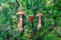 Cortinarius rubellus