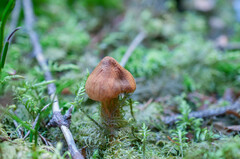 Cortinarius rubellus