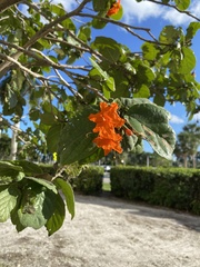 Cordia sebestena
