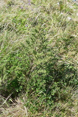 Artemisia scoparia