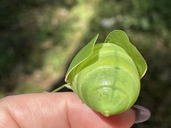 Cystosoma saundersii