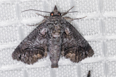 Paectes abrostolella