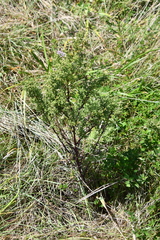 Artemisia scoparia