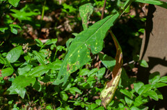 Puccinia maculosa