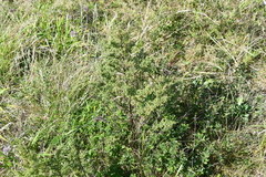 Artemisia scoparia