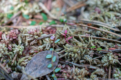 Exobasidium rostrupii