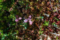 Exobasidium karstenii