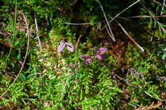 Exobasidium karstenii