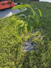 Sideroxylon foetidissimum