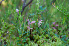 Exobasidium karstenii