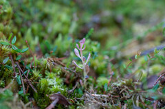 Exobasidium oxycocci