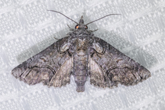 Paectes abrostolella