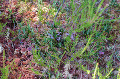 Exobasidium karstenii