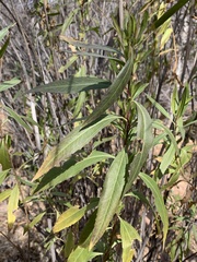 Baccharis salicifolia